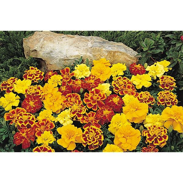ŒILLET d'INDE SOLENA® MIX