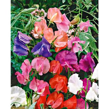 POIS de SENTEUR WINTER ELEGANCE MIX