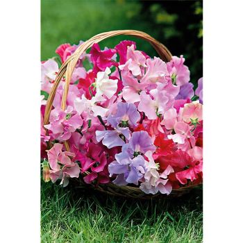 POIS de SENTEUR SUPERSNOOP MIX