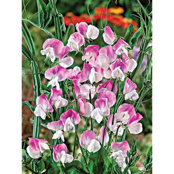 POIS de SENTEUR DOLLY VARDEN