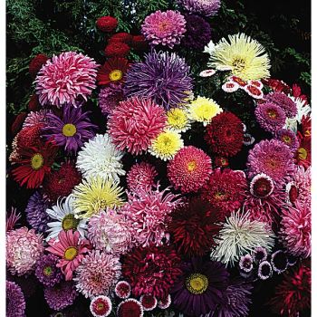 REINE-MARGUERITE ASSORTIMENT de 8 variétés de formes... 2