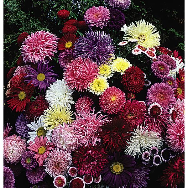 REINE-MARGUERITE ASSORTIMENT de 8 variétés de...