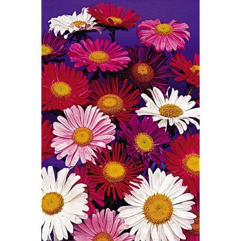 REINE-MARGUERITE ASTORIA en MÉLANGE 2