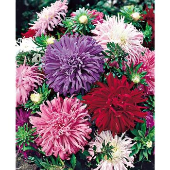 REINE-MARGUERITE PLUME d'AUTRUCHE MIX