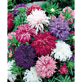 REINE-MARGUERITE PLUME d'AUTRUCHE MIX 2