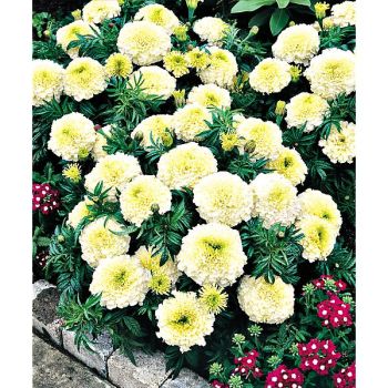 ROSE d'INDE SNOWSTORM 2