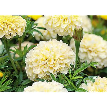 ROSE d'INDE naine F1 WHITEGOLD MINI