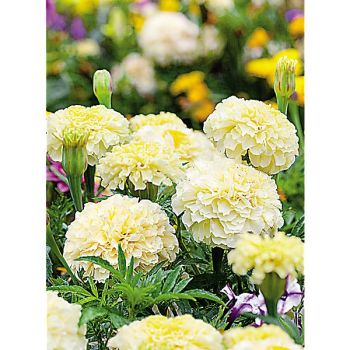 ROSE d'INDE naine F1 WHITEGOLD MINI 2