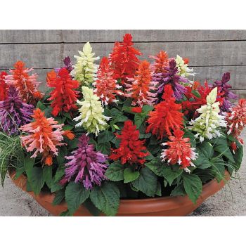 SAUGE splendens VISTA MIX