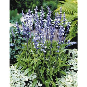 SAUGE farinacea FAIRY QUEEN