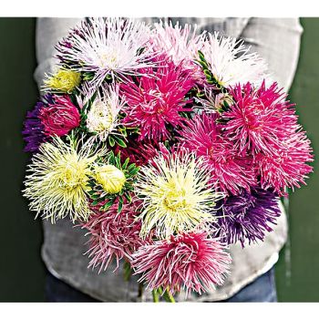 REINE-MARGUERITE satimex VALKYRIE PASTEL FORMULA MIX 2