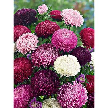 REINE-MARGUERITE satimex SYRINGA MIX