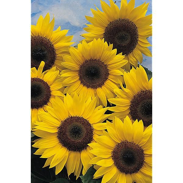 SOLEIL F1 VINCENT VAN GOGH