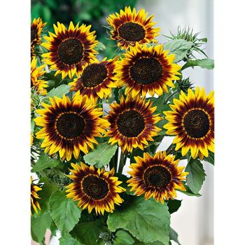 SOLEIL RING of FIRE 2