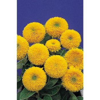 SOLEIL OURS en PELUCHE