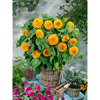 SOLEIL OURS en PELUCHE 2