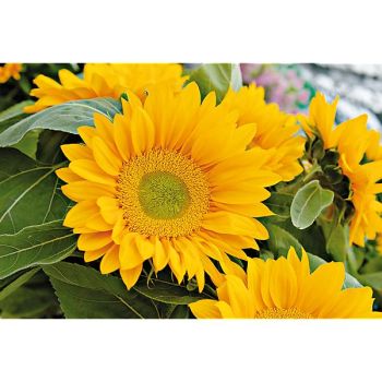 SOLEIL F1 SUMMER BREEZE