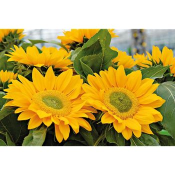 SOLEIL F1 SUMMER BREEZE 2