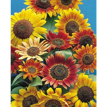 SOLEIL BEAUTÉ D'AUTOMNE