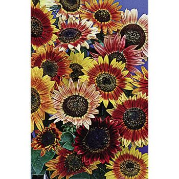 SOLEIL BEAUTÉ D'AUTOMNE 2