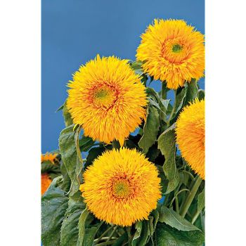 SOLEIL DOUBLE SUNKING 2