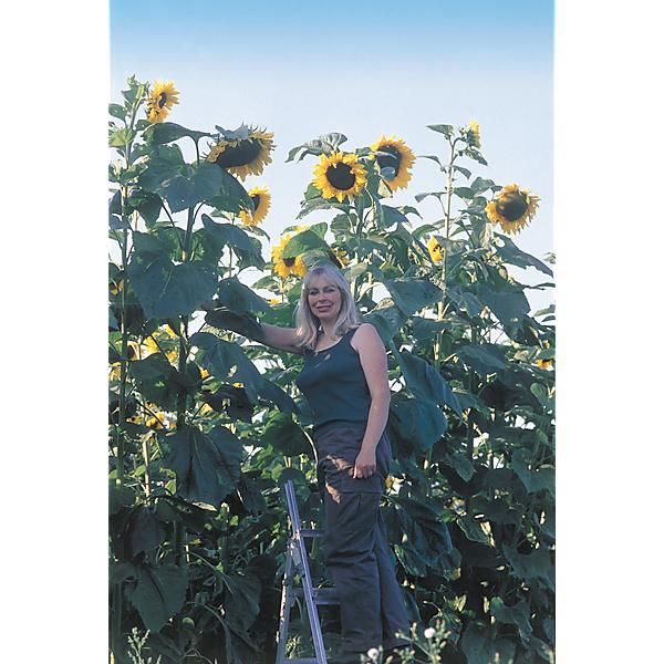TOURNESOL KING KONG