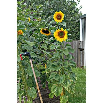 TOURNESOL KING KONG 2