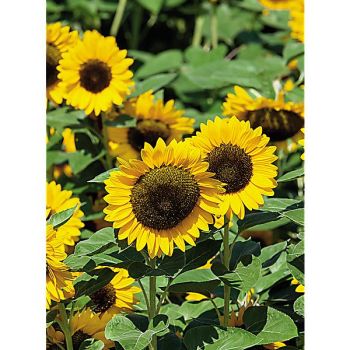 SOLEIL F1 PREMIER ORANGE