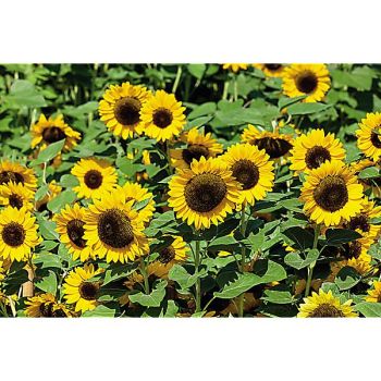 SOLEIL F1 PREMIER ORANGE 2