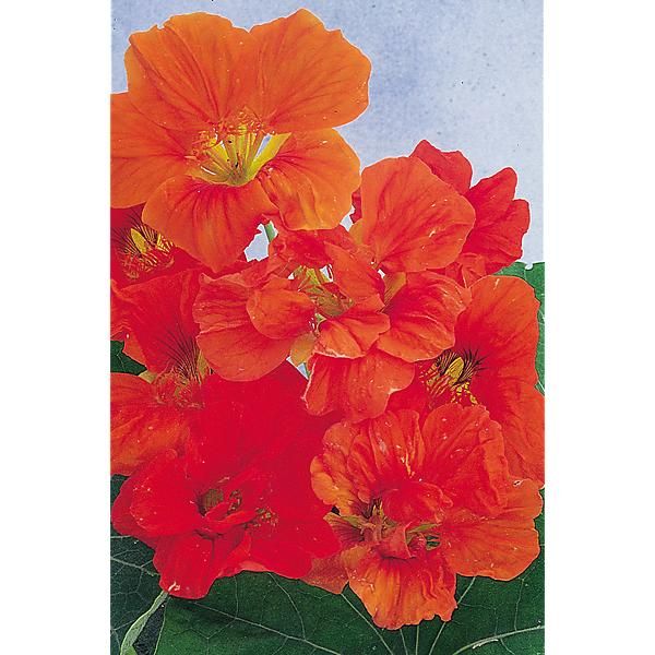 CAPUCINE grimpante SCARLET GLEAM