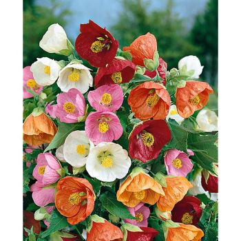 ABUTILON hyb. BELLVUE MIX