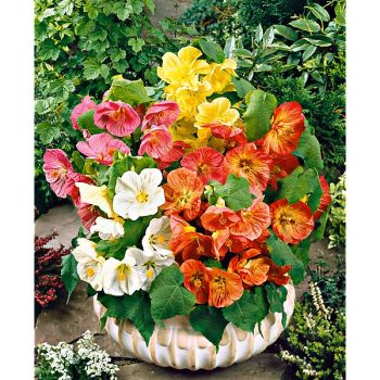 ABUTILON hyb. BELLVUE MIX 2