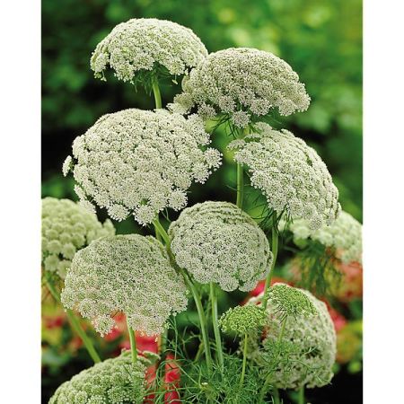 AMMI visnaga CASABLANCA