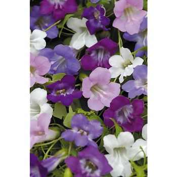 ASARINA GRIMPANT MIX (maurandya)