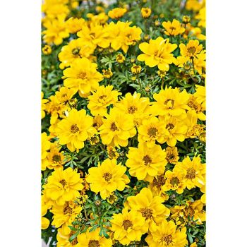 BIDENS hum. GOLD NUGGETS