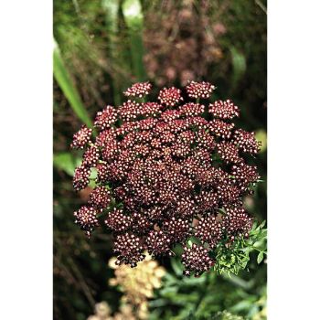 CAROTTE PURPLES KISSES