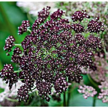 CAROTTE PURPLES KISSES 2