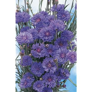 CENTAURÉE BLEUET DOUBLE BLUE BOY