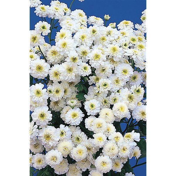 CHRYSANTHÈME TETRA WHITE WONDER (camomille)