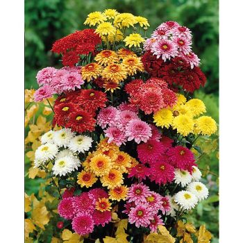 CHRYSANTHÈME indicum FASHION