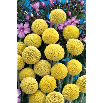 CRASPEDIA globosa BAGUETTE de TAMBOUR