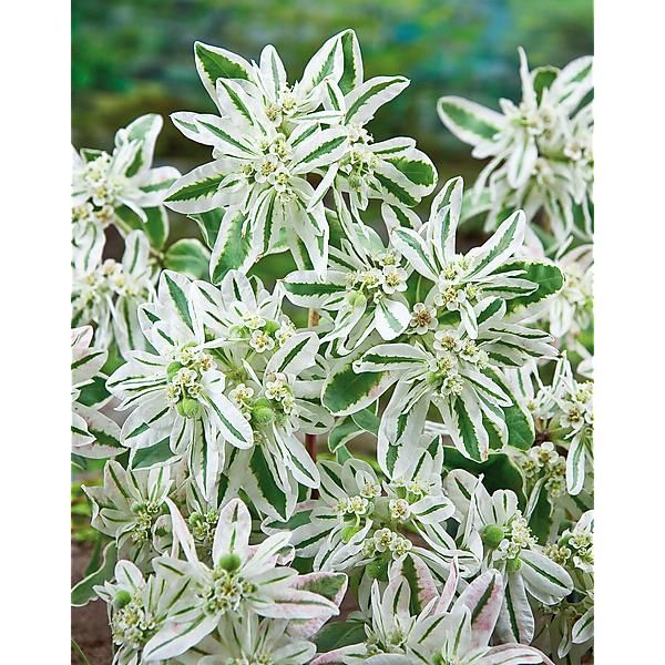 EUPHORBE marginata NEIGE DES MONTAGNES