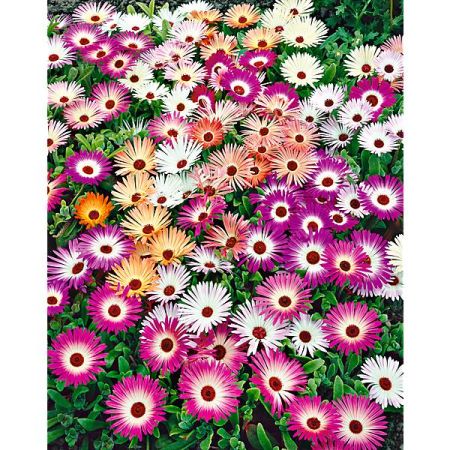 FICOÏDE TAPIS MAGIQUE