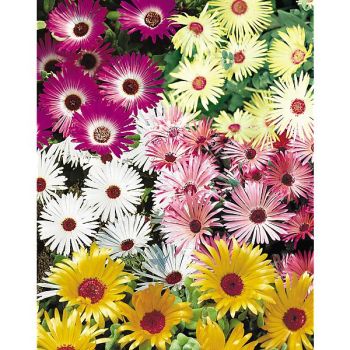 FICOÏDE TAPIS MAGIQUE 2