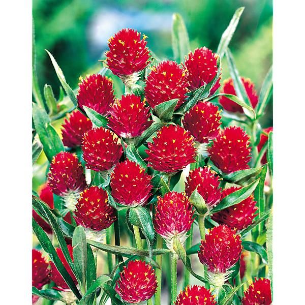 GOMPHRENA haag. STRAWBERRY FIELDS