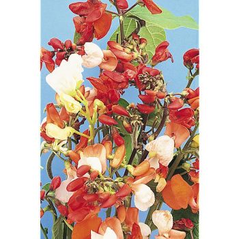 HARICOT d'ESPAGNE en MÉLANGE de COLORIS