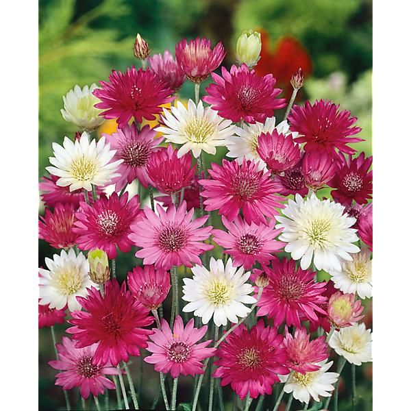 IMMORTELLE de BELLEVILLE MIX (xeranthemum annuum)