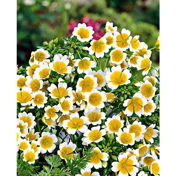LIMNANTHES DOUGLASII dit œufs sur le plat