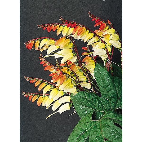 MINA lobata EXOTIC LOVE (plumes d'indien)