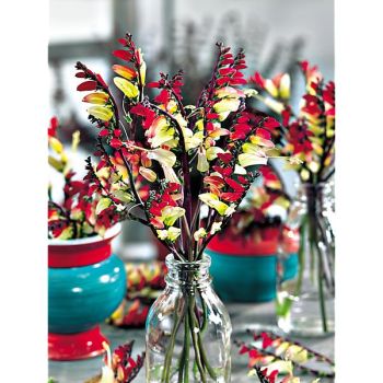 MINA lobata EXOTIC LOVE (plumes d'indien) 2